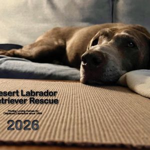 PRESALE: 2026 DLRR Calendar