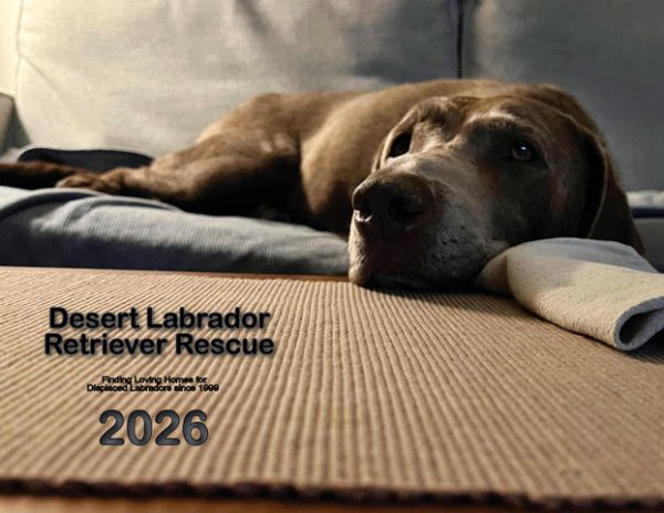 PRESALE: 2026 DLRR Calendar