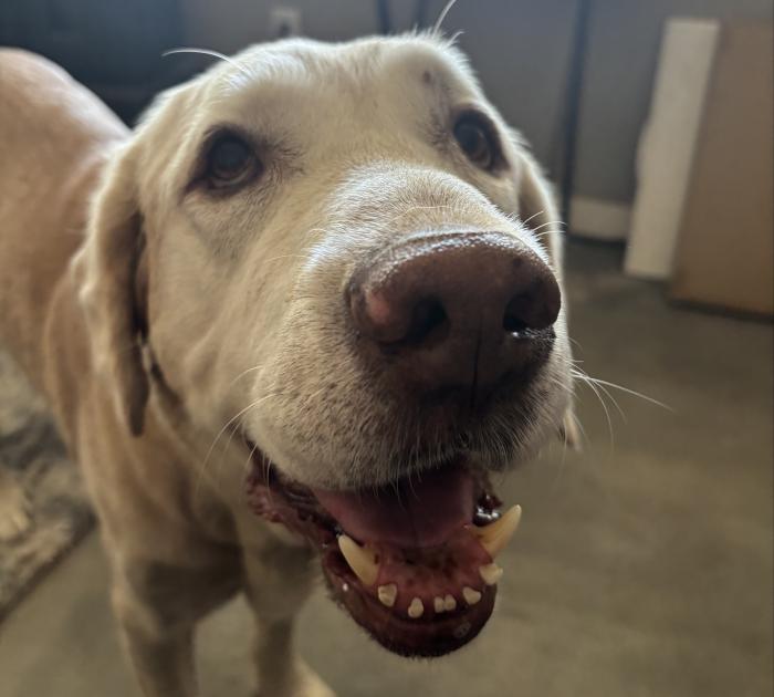 Samson